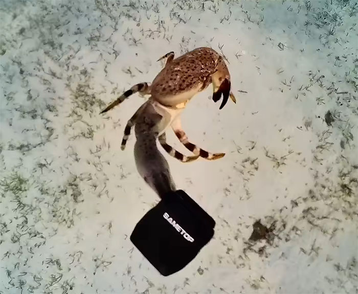 People Online Are Very Amused By This Crab Who Stole A Camera And Went On Filming His Adventures People Online Are Very Amused By This Crab Who Stole A Camera And Went On Filming His Adventures