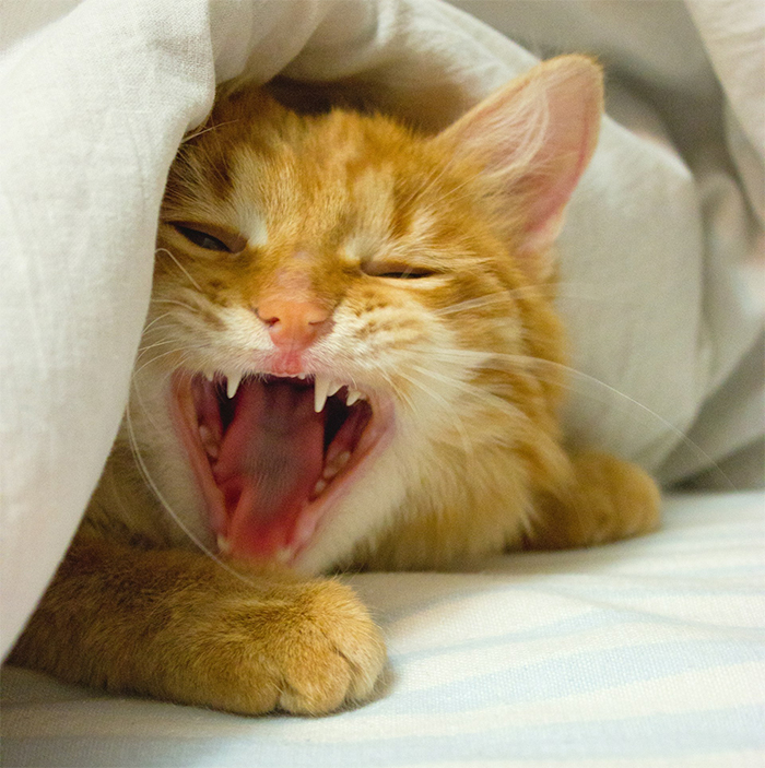 Man Loses Patience Over Wife’s “Frustratingly Annoying” Cat, Gives Her An Ultimatum Man Loses Patience Over Wife’s “Frustratingly Annoying” Cat, Gives Her An Ultimatum