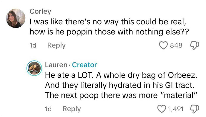 Dog Poops Out Rainbow Orbeez After He Apparently Mistook Them For A Good Snack Dog Poops Out Rainbow Orbeez After He Apparently Mistook Them For A Good Snack