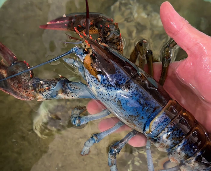 "Woke" And "Nonbinary" Half Male, Half Female Lobster Goes Viral Online "Woke" And "Nonbinary" Half Male, Half Female Lobster Goes Viral Online