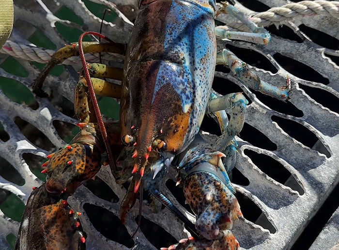 "Woke" And "Nonbinary" Half Male, Half Female Lobster Goes Viral Online "Woke" And "Nonbinary" Half Male, Half Female Lobster Goes Viral Online