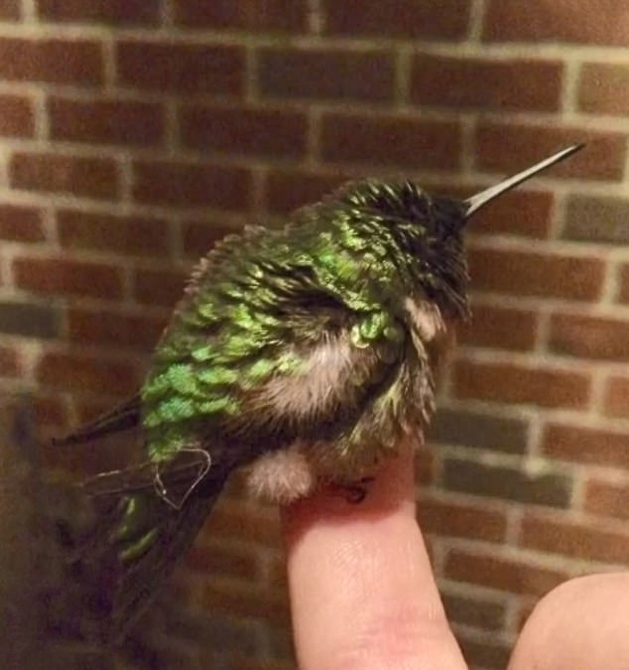 This Guy Saved A Baby Hummingbird And Soon Found Out She Wasn’t Alone This Guy Saved A Baby Hummingbird And Soon Found Out She Wasn’t Alone