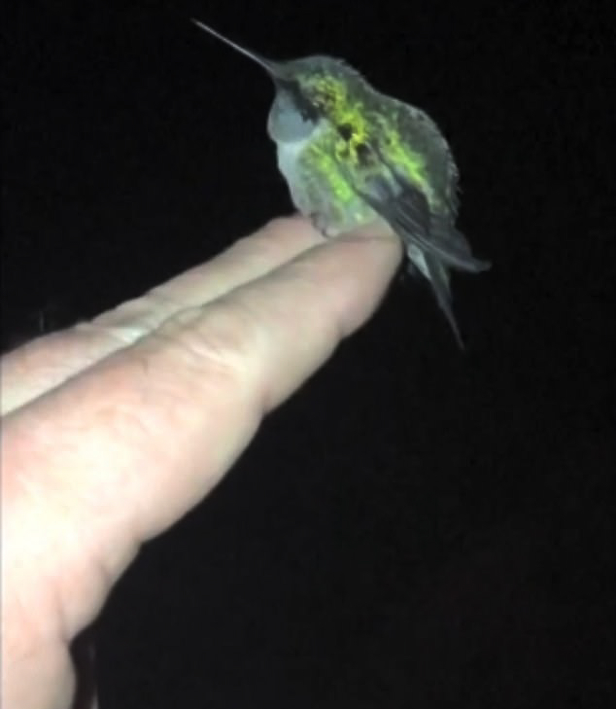 This Guy Saved A Baby Hummingbird And Soon Found Out She Wasn’t Alone This Guy Saved A Baby Hummingbird And Soon Found Out She Wasn’t Alone