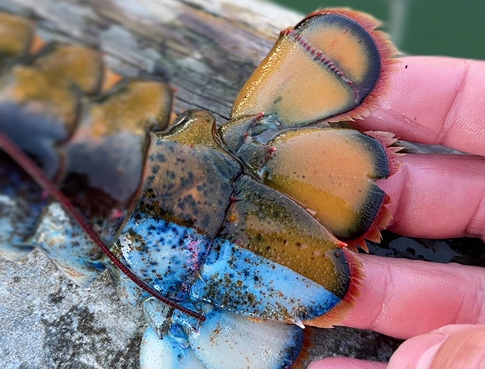 "Woke" And "Nonbinary" Half Male, Half Female Lobster Goes Viral Online "Woke" And "Nonbinary" Half Male, Half Female Lobster Goes Viral Online