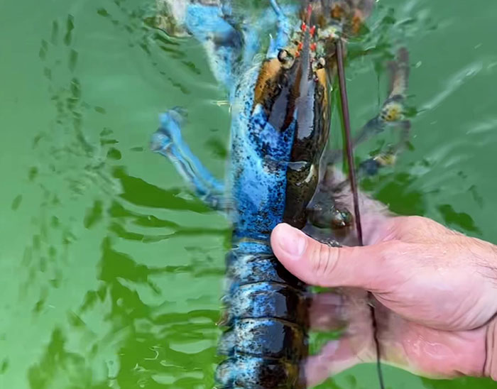 "Woke" And "Nonbinary" Half Male, Half Female Lobster Goes Viral Online "Woke" And "Nonbinary" Half Male, Half Female Lobster Goes Viral Online