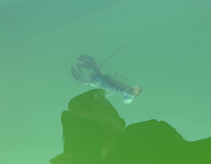 "Woke" And "Nonbinary" Half Male, Half Female Lobster Goes Viral Online "Woke" And "Nonbinary" Half Male, Half Female Lobster Goes Viral Online