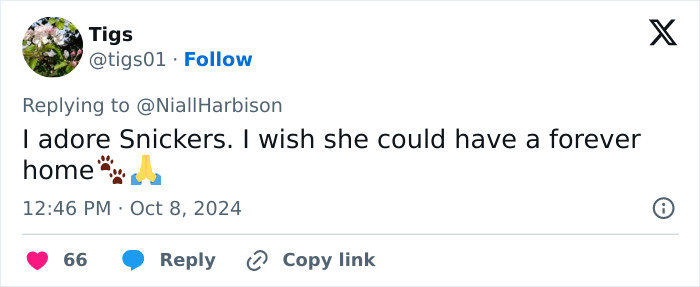 Stray Dog Is Melting Hearts Online For Bringing A Gift For Man Every time He Comes To Feed Her Stray Dog Is Melting Hearts Online For Bringing A Gift For Man Every time He Comes To Feed Her