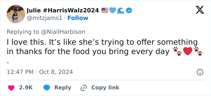 Stray Dog Is Melting Hearts Online For Bringing A Gift For Man Every time He Comes To Feed Her Stray Dog Is Melting Hearts Online For Bringing A Gift For Man Every time He Comes To Feed Her