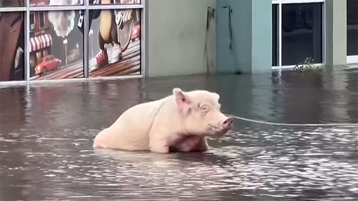 Pig Who Was Left Tied To Petrol Station Before Hurricane Gets Rescued, And People Online Love It Pig Who Was Left Tied To Petrol Station Before Hurricane Gets Rescued, And People Online Love It