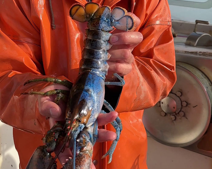 "Woke" And "Nonbinary" Half Male, Half Female Lobster Goes Viral Online "Woke" And "Nonbinary" Half Male, Half Female Lobster Goes Viral Online