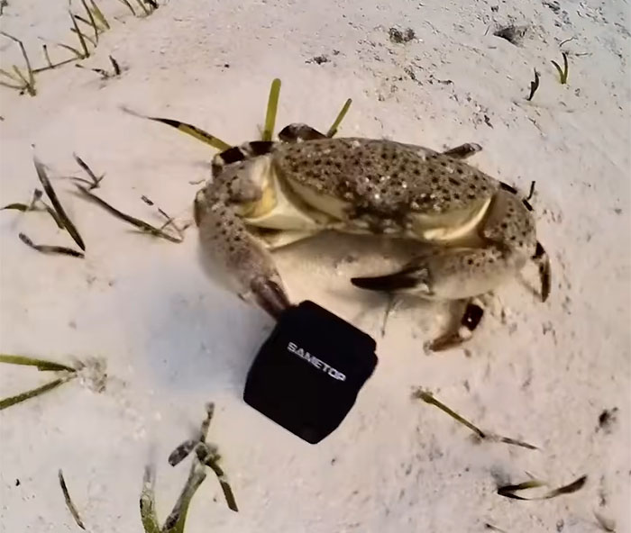 People Online Are Very Amused By This Crab Who Stole A Camera And Went On Filming His Adventures People Online Are Very Amused By This Crab Who Stole A Camera And Went On Filming His Adventures