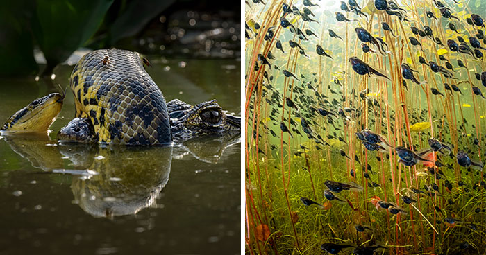 2024 Wildlife Photographer Of The Year: 15 Best Pics As Announced By Natural History Museum