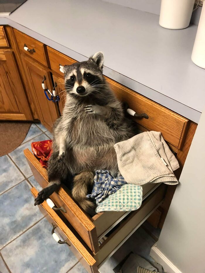 If You’re Having A Tough Day, Biscuits The Raccoon May Just Bring Your Smile Back If You’re Having A Tough Day, Biscuits The Raccoon May Just Bring Your Smile Back