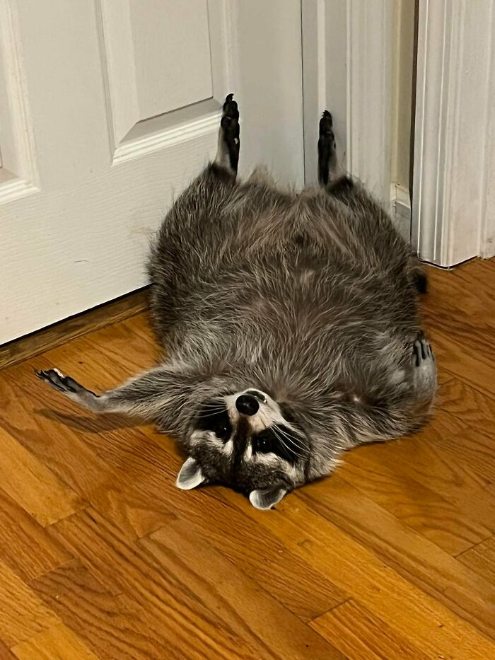 If You’re Having A Tough Day, Biscuits The Raccoon May Just Bring Your Smile Back If You’re Having A Tough Day, Biscuits The Raccoon May Just Bring Your Smile Back