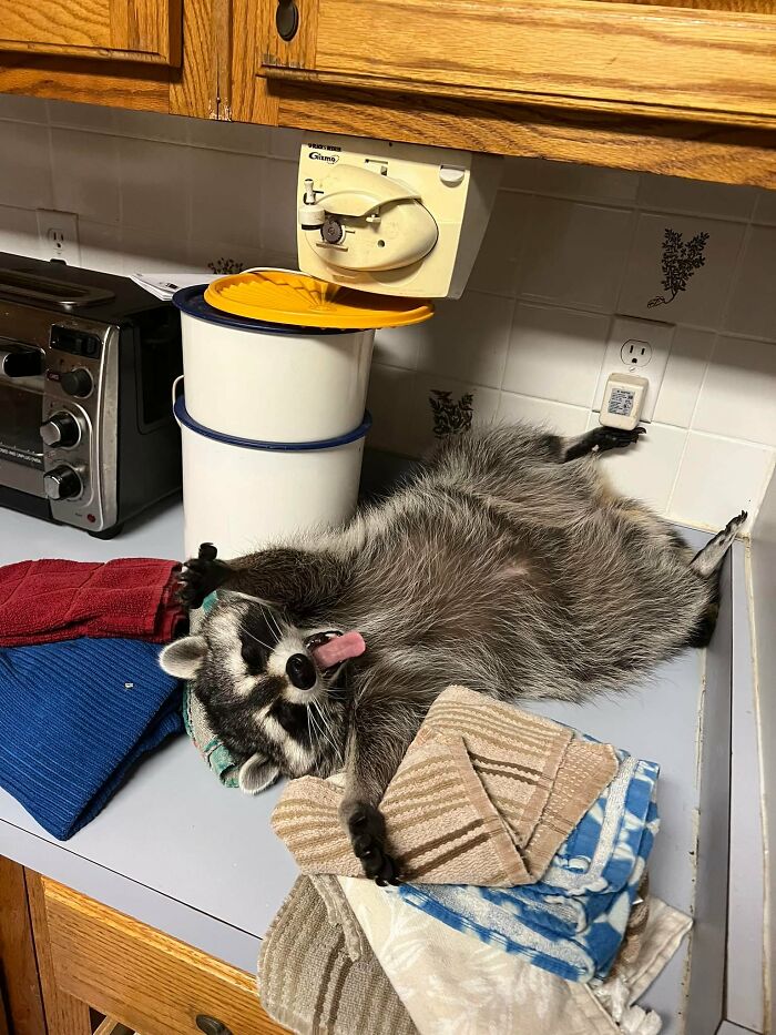 If You’re Having A Tough Day, Biscuits The Raccoon May Just Bring Your Smile Back If You’re Having A Tough Day, Biscuits The Raccoon May Just Bring Your Smile Back