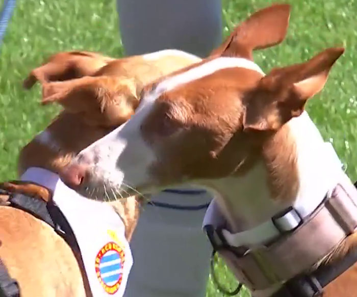 Abandoned Dogs Find Home After Football Team’s Awareness-Raising Action Before The Match Abandoned Dogs Find Home After Football Team’s Awareness-Raising Action Before The Match