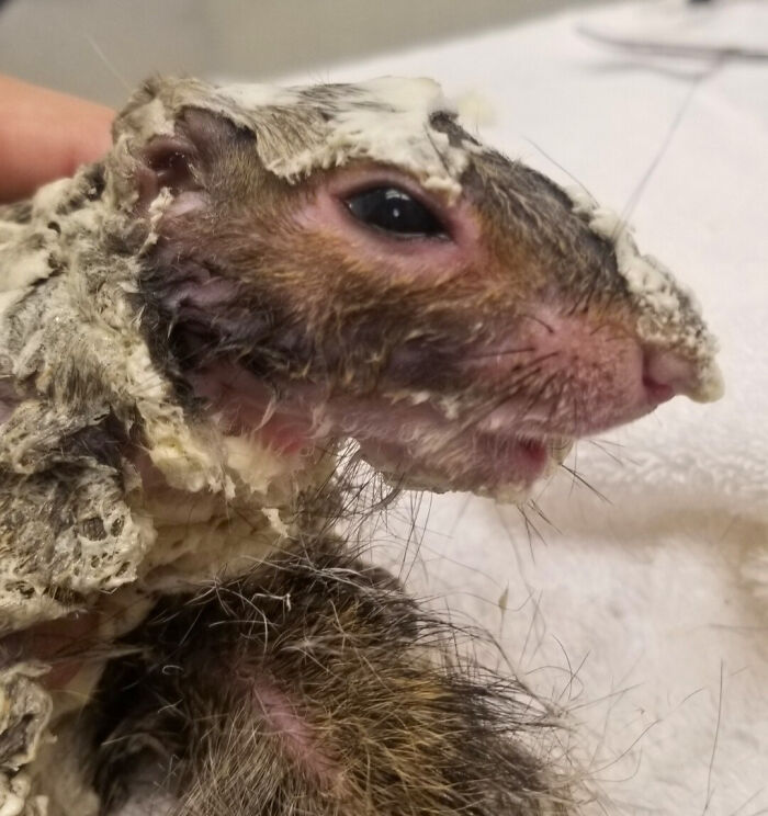 Little Squirrel Jumps Into Foam, Luckily Construction Worker Finds It Before It Turns To Concrete Little Squirrel Jumps Into Foam, Luckily Construction Worker Finds It Before It Turns To Concrete