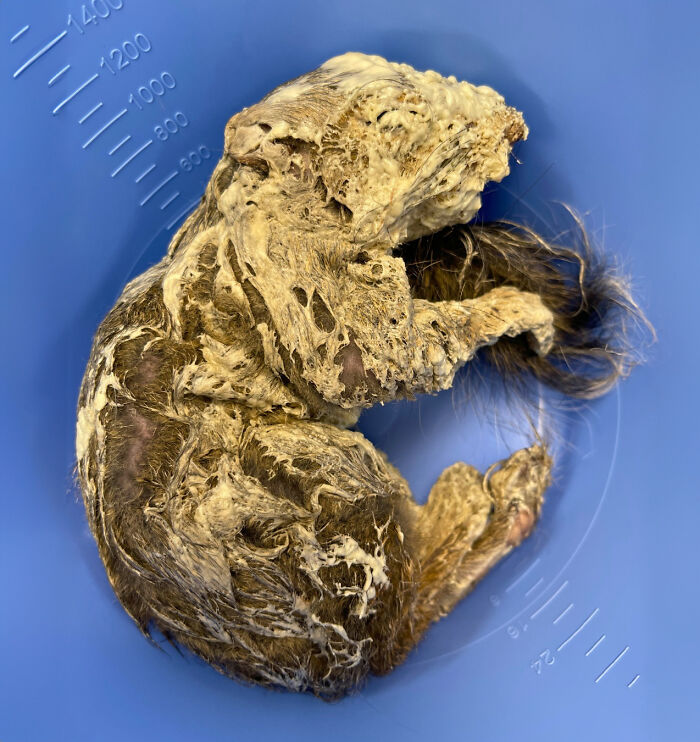 Little Squirrel Jumps Into Foam, Luckily Construction Worker Finds It Before It Turns To Concrete Little Squirrel Jumps Into Foam, Luckily Construction Worker Finds It Before It Turns To Concrete