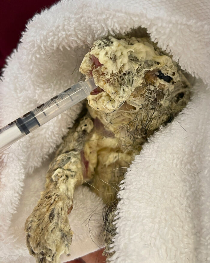 Little Squirrel Jumps Into Foam, Luckily Construction Worker Finds It Before It Turns To Concrete Little Squirrel Jumps Into Foam, Luckily Construction Worker Finds It Before It Turns To Concrete