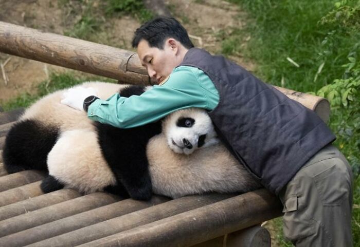 Caretaker hugging adorable panda twins resting on bamboo platform in a green outdoor enclosure, showcasing panda twins' charm. Caretaker hugging adorable panda twins resting on bamboo platform in a green outdoor enclosure, showcasing panda twins' charm.