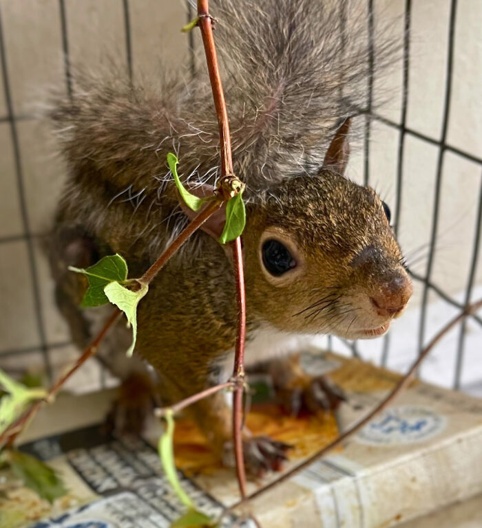 Little Squirrel Jumps Into Foam, Luckily Construction Worker Finds It Before It Turns To Concrete Little Squirrel Jumps Into Foam, Luckily Construction Worker Finds It Before It Turns To Concrete