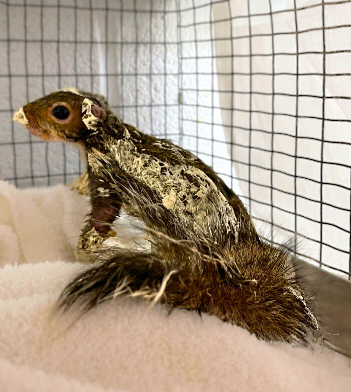 Little Squirrel Jumps Into Foam, Luckily Construction Worker Finds It Before It Turns To Concrete Little Squirrel Jumps Into Foam, Luckily Construction Worker Finds It Before It Turns To Concrete
