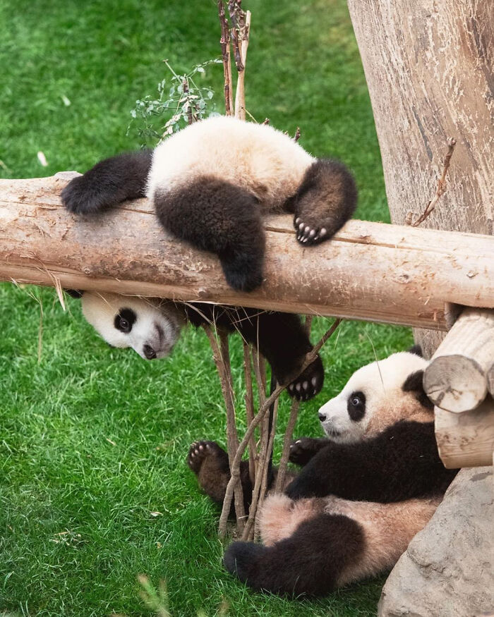 Two adorable panda twins playing on wooden logs and grass, capturing hearts with their playful and cute behavior. Two adorable panda twins playing on wooden logs and grass, capturing hearts with their playful and cute behavior.