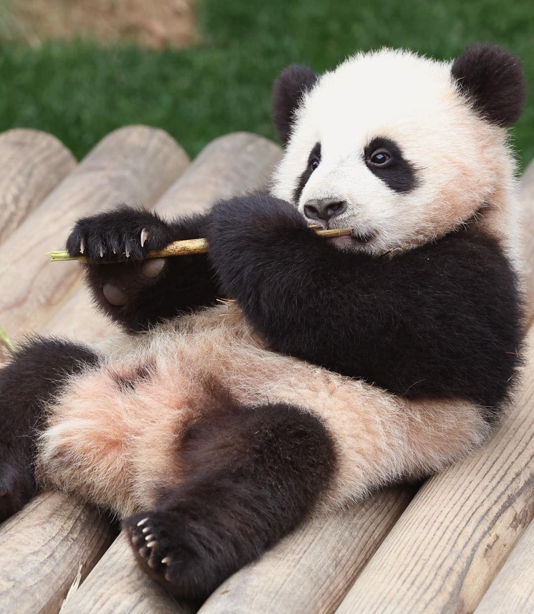 Adorable panda twin cub lying down and holding bamboo stick, showcasing cute and playful behavior outdoors. Adorable panda twin cub lying down and holding bamboo stick, showcasing cute and playful behavior outdoors.