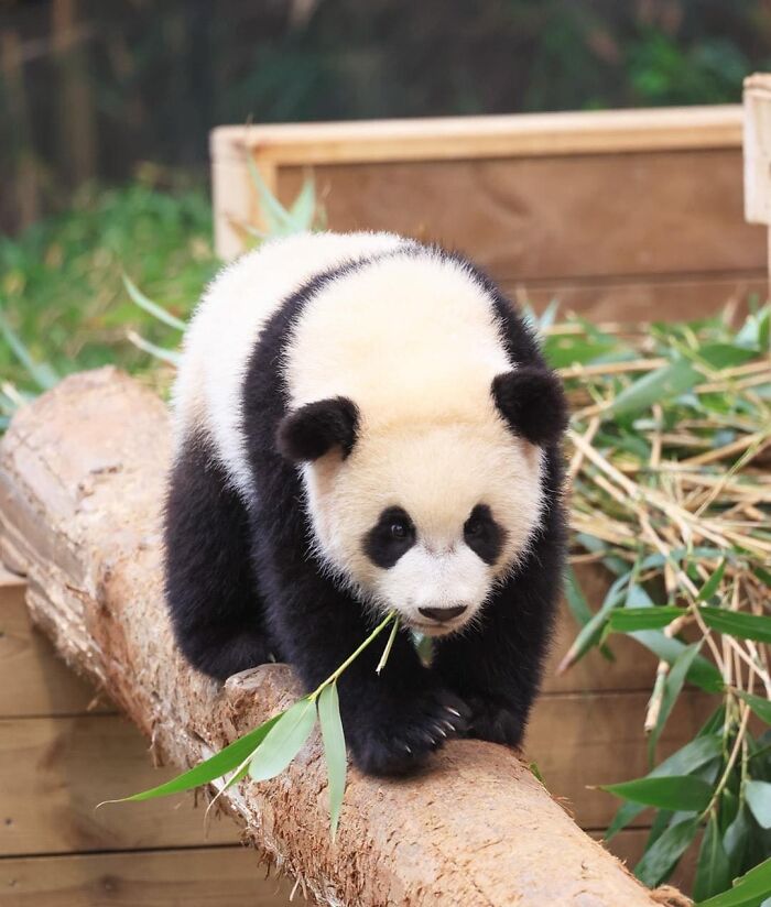 Panda twin cub exploring on a log, surrounded by bamboo, showcasing adorable panda twins in a natural habitat setting. Panda twin cub exploring on a log, surrounded by bamboo, showcasing adorable panda twins in a natural habitat setting.