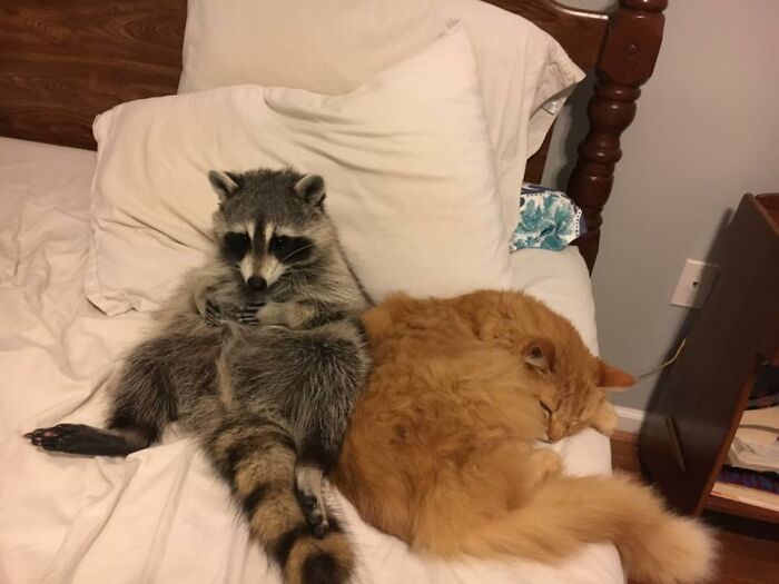 If You’re Having A Tough Day, Biscuits The Raccoon May Just Bring Your Smile Back If You’re Having A Tough Day, Biscuits The Raccoon May Just Bring Your Smile Back