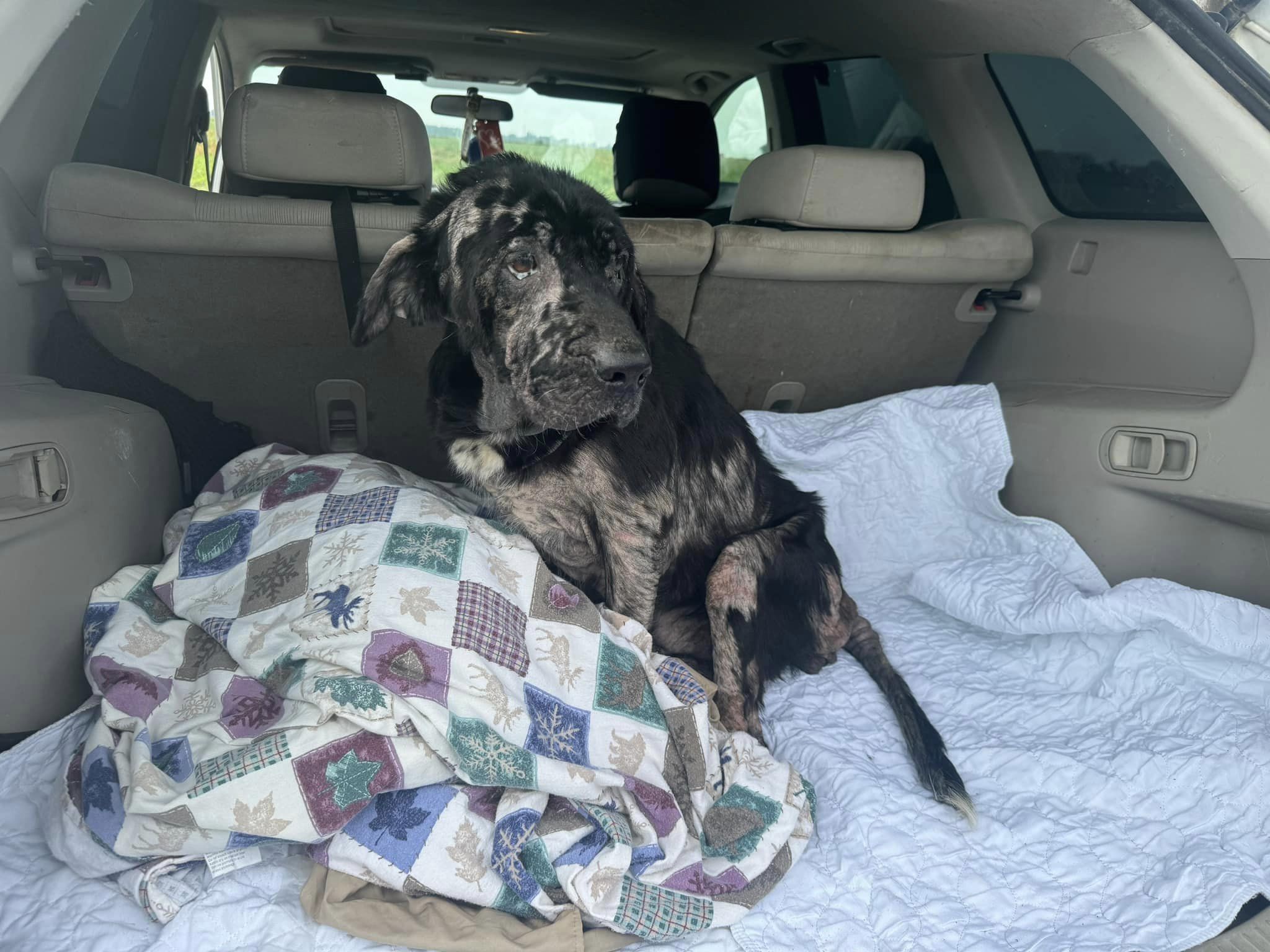 When She Was Found Dumped In An Empty Field, She Was Barely Living, But Love And Care Did Wonders When She Was Found Dumped In An Empty Field, She Was Barely Living, But Love And Care Did Wonders