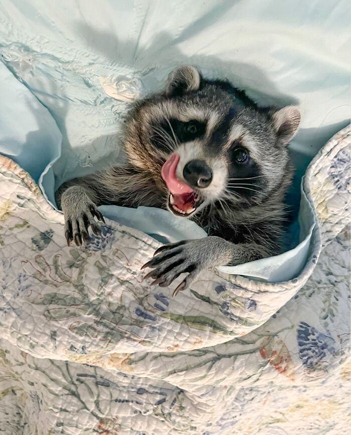 If You’re Having A Tough Day, Biscuits The Raccoon May Just Bring Your Smile Back If You’re Having A Tough Day, Biscuits The Raccoon May Just Bring Your Smile Back