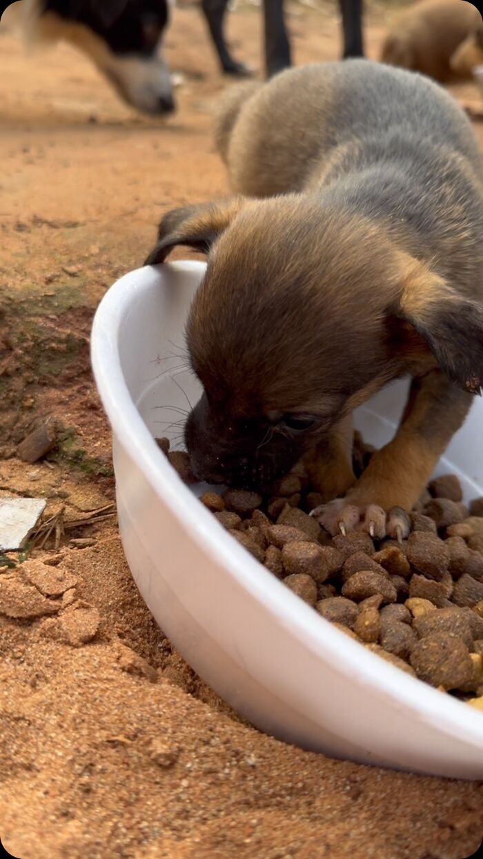 Stray puppy eating from a bowl of food on sandy ground, illustrating feeding efforts for stray dogs. Stray puppy eating from a bowl of food on sandy ground, illustrating feeding efforts for stray dogs.