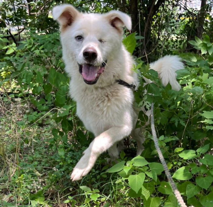 Meet Spinach - One-Eyed Dog Who Refused To Give Up And Finally Was Adopted By A Loving Family Meet Spinach - One-Eyed Dog Who Refused To Give Up And Finally Was Adopted By A Loving Family
