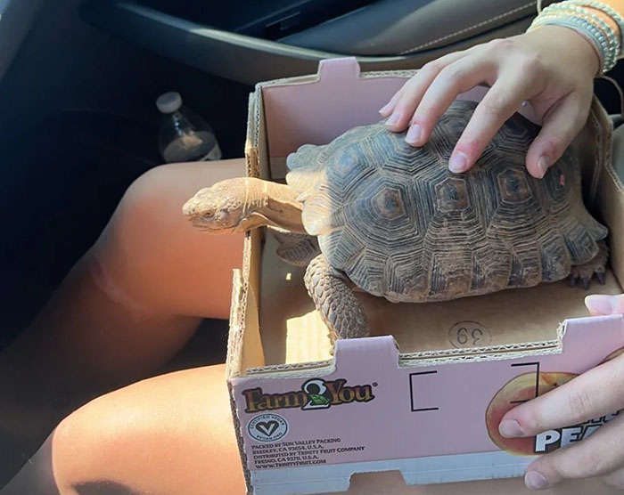 People Online Are Obsessed With This Cute Tortoise And His Owner, Who Got A Matching Manicure People Online Are Obsessed With This Cute Tortoise And His Owner, Who Got A Matching Manicure