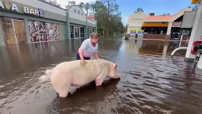 Pig Who Was Left Tied To Petrol Station Before Hurricane Gets Rescued, And People Online Love It Pig Who Was Left Tied To Petrol Station Before Hurricane Gets Rescued, And People Online Love It