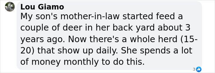 Wild Raccoons Who Were Being Fed By Woman For 35 Years Turn Aggressive, Get 911 Called On Them Wild Raccoons Who Were Being Fed By Woman For 35 Years Turn Aggressive, Get 911 Called On Them