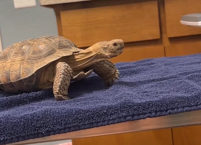 People Online Are Obsessed With This Cute Tortoise And His Owner, Who Got A Matching Manicure People Online Are Obsessed With This Cute Tortoise And His Owner, Who Got A Matching Manicure