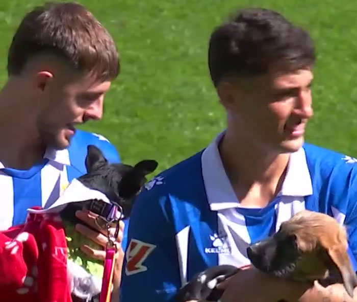 Abandoned Dogs Find Home After Football Team’s Awareness-Raising Action Before The Match Abandoned Dogs Find Home After Football Team’s Awareness-Raising Action Before The Match