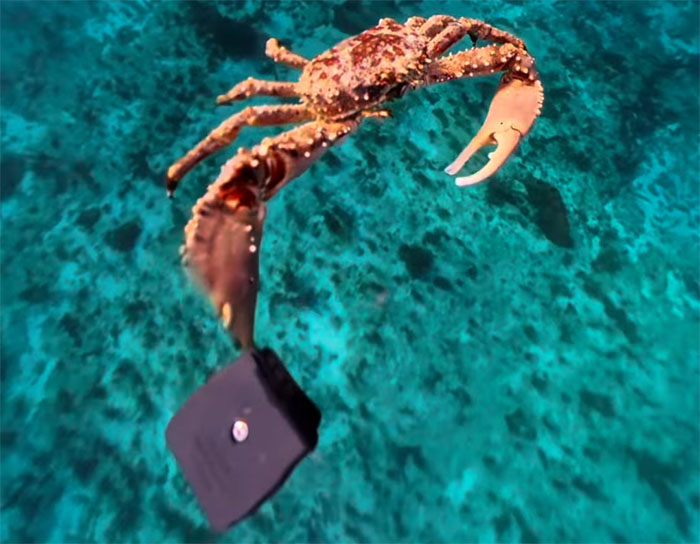 People Online Are Very Amused By This Crab Who Stole A Camera And Went On Filming His Adventures People Online Are Very Amused By This Crab Who Stole A Camera And Went On Filming His Adventures