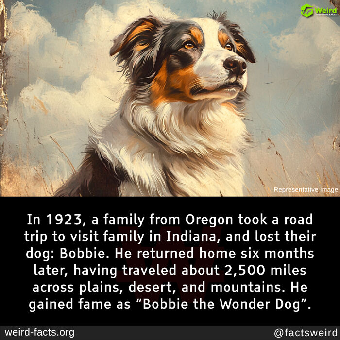 Painting of Bobbie the Wonder Dog with fun facts about his 2,500-mile journey, highlighting fascinating and amusing fun facts.