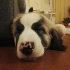 miguelcandeias avatar