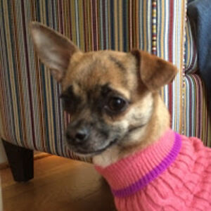 sharonroushdy avatar