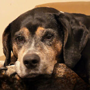 melissawolfer avatar