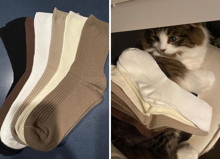  This Kitty Doesn't Seem To Approve Of These Cute Crew Socks , But It Gets Our Stamp Of Approval!