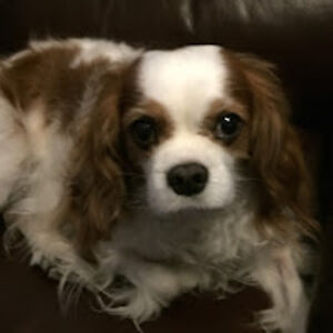 ghislaine-laurelandre avatar