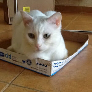 judithgoldberg avatar