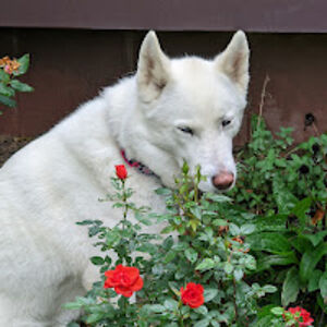 sheilawerling avatar