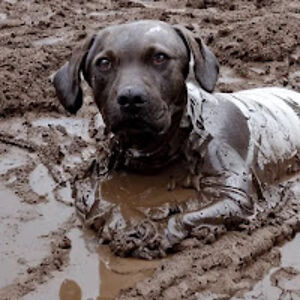 zacharygordon avatar