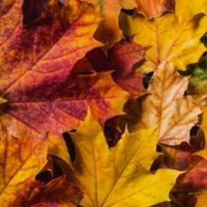 sherrybreaux1949 avatar